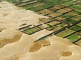 Tunisie - Nefzaoua - Oasis Kebili